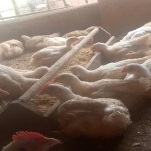 Vente de poulets de chair à Yaoundé. - animaux vivants bonjour à tous. nous disposons de 500 poulets de chair de  45 jours à vendre à yaoundé au cameroun,  à partir du 23 / 09 / 2023--veuillez nous contacter si vous en avez besoin pour revente,  consommation ou bien pour reformer,  merci.