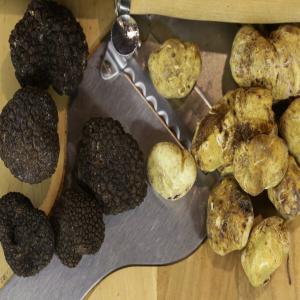 Truffes de qualitée superieure / Grossiste - en B - champignon levure je suis grossiste en truffes de qualité superieures - basé en bulgarie.--toutes sortes. --- tuber aestivum--- tuber uncinatum--- tuber magnatum--nous disposons de 45 ramasseurs professionels et extrayons entre 120kg et 200 kg de truffes/ jours dans la régions réputé