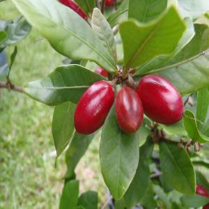 Baie du Miracle à vendre - fruits et légumes découvrez la baie du miracle - redécouvrez l'art de savourer !----chers passionnés de l'agroalimentaire, ----vous recherchez une expérience gustative hors du commun ? ne cherchez plus ! nous sommes fiers de vous présenter la baie du miracle,  un véritable joya