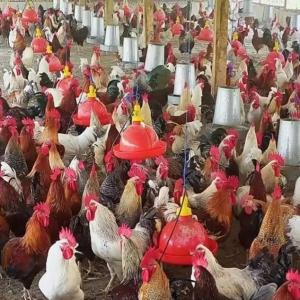 Vente de poulet africain  - animaux vivants bonjour nous sommes un groupe basé en côte d'ivoire ( marahoue) précisément entre yamoussoukro et bouaflé. nous disons 500 poulets africain .nous vendons l'unité à 10 000f en gros. livraison à partir de 100 sujets. merci de nous contacter 