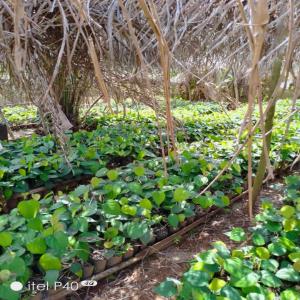 Recherche urgente d'un investissement 10000 eur - Investissement capitaux bonjour, --nous recherchons activement un financement de 10000 euros pour exécuter la phase  de planting de notre poivrière de 12 hectares au sud du cameroun. la pépinière de 45 000 plants  de poivriers  est déjà en maturité et  le site devant  accueil