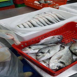 Fournisseur de poisson : daurade, bar et maigre - poissons bonjour, --nous somme prima fish ,  entreprise d'aquaculture de tunisie,  specialisé dans la production de poisson - dorade royale,  loup de mer,  bar,  maigre ,  rouget ,  ...etc ----seabass - seabream - maigre - seafood - fish