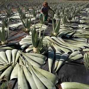 hojas de Aloe Vera Barbadensis - épices aromates aloe vera barbadensis de primera calidad para la industria de la transformación.--envío  en cajas paletizadas. pedido minimo 1 tonelada.