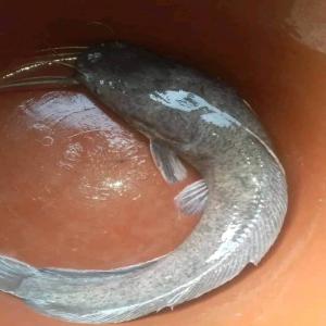 Aquaculture au Congo Brazzaville  - poissons nous sommes spécialisés dans l'aquaculture(poisson tilapia,  poisson chat et autres) dans le département de la sangha au congo brazzaville,  nous avons besoin des partenaires techniques pour développer d'avantage ce secteur qui pourra diminuer la pression exercée sur