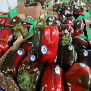  Qualité fruits et légumes - fruits et légumes nous sommes une société d'export nous mettons en vente une fourniture de légumes et de fruits de haute qualité,  des solutions de qualité supérieure pour répondre à vos besoins en matière de produits frais. forts de nombreuses anné