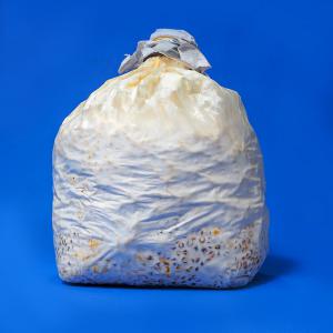 SEMENCE DE CHAMPIGNON (MYCELIUM) PLEUROTE  - champignon levure nous disposons de semence de champignon (mycélium) pleurote en qualité et en quantité. nous les produisons en sachet de 1 kilogramme,  facile et très pratique pour les expéditions vers tous les pays. nos semences sont bien blanches et exemptes de toute trace de cont