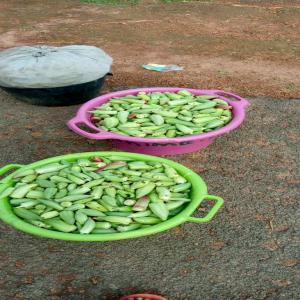 Vente de gombo - fruits secs et graines grillées bonjour ,  nous avons du gombo à vendre en grande quantité,   nous pouvons récolter 500 tonnes chaque deux jours .