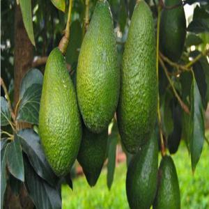 Avocat de bonne qualité  - fruits et légumes bonjour,  nous disposons de plus de 400 tonnes d'avocat variété hass plusieurs calibre avec un prix très intéressant--origine maroc 