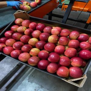 La pomme de Pologne  - fruits et légumes bonjour,  je suis de pologne et je parle france. je peux offrir la pomme tout variété et calibre. emballage papier carton 13kg ou comme vous voulez. -- appeler moi téléphonique,  ou écrire ici. --merci