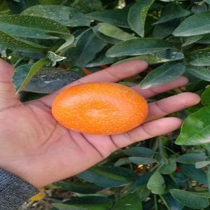 Climentaine,nadorcott, mandarine o afourar  - fruits et légumes ----disponible mandarina nadorcott o afourer, a partir del 15 de diciembre a finales de febrero.--campana anterior 3.000.000 kg.--estimación campana 2023/2024 2.500.000 kg.--con todos los certificados para la comercialización en los países y mercados más exigentes.--estamos a vuestra disposición y en