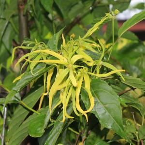 Grossiste huile essentielle d'ylang ylang - matiere vegetale vente en gros d'huile essentielle d'ylang ylang de masagascar,  conditionnée en bidons de 25l--.--produits proposés--* he ylang-ylang extra--* he ylang-ylang complète--* he ylang-ylang grade i--* he ylang-ylang grade ii--* he ylang-ylang grade iii------- fret aérien. dap