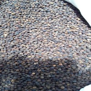 Black pepper available in Abidjan/ Côte d'Ivoire - aromatic spices we have 100 tonnes of black pepper in abidjan/ côte d'ivoire,  please contact us if you are interested.---price - 5000 fcfa/kg---quantity - 100 t--nous disposons de 100 tonnes de poivre noir à abidjan,  merci de nous contacter si vous etes intéressés.--- prix- 5000 fcfa/ kg-