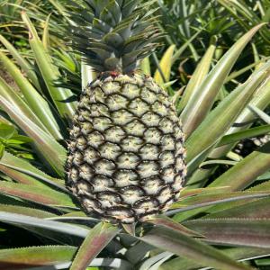 Acheteurs d'ananas - fruits et légumes bonjour,  nous recherchons de potentiels acheteurs d'ananas. nous sommes en république de guinée. nous avons actuellement pret 40 000 pieds d'ananas et dans 45 jours 45000 autres pieds seront disponibles. prière de nous contacter si vous etes intéressés. nous avons 