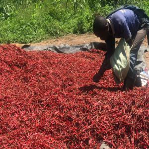 Piments Cayennes Bio des Montagnes du Kivu - épices aromates description ---découvrez l'authenticité des piments cayennes,  cultivés de manière biologique dans les pittoresques montagnes du kivu,  une région réputée pour sa richesse en saveurs et son engagement envers des pratiques agricoles durables. nos piments