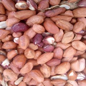 Arachides Naturelles du Tchad - Livraison Rapide - fruits secs et graines grillées bénéficiez de 1, 2 tonne d'arachides entièrement naturelles,  en provenance directe du tchad,  avec une livraison assurée en france sous 10 jours. pour plus d'informations ou pour passer une commande,  contactez-nous sur espaceagro ou consultez notre site web--profitez de pro