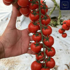 Tomate Cerise directement de la Sicile VB - fruits et légumes vous cherchez des tomates cerise de qualité supérieure pour votre entreprise de restauration ou votre commerce de fruits et légumes ? ne cherchez plus ! vert bonheur a la solution pour vous. nous sommes fiers de vous présenter notre nouvelle variété de tomat