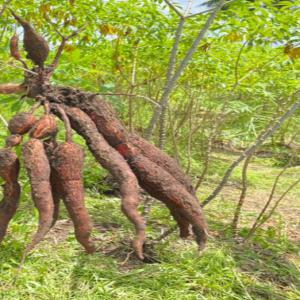 350 Tonnes de Manioc disponibles en Guinee - féculents nous avons 350 tonnes de manioc disponibles nouvelle culture fraiche. les maniocs sont très gros nous cherchons une entreprise ou un exportateur qui serait intéressé pour achat. nous pourrons aussi assister l'acheteur pour le transport. il est important de souligner que la r&eac