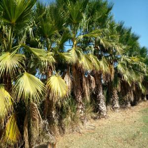 Vends 3537 palmiers Washingtonia - matiere vegetale ----bonjour--je vends des palmiers washintonia de differentes tailles. jen ai 3537.--taille- nombre--2m et plus- 30--1.5m- 93--1.2m- 360--1m- 845--80 cm- 1030--moins de 80 cm- 1179--je vends en lots ou la totalité. resistants a la chaleur excellente decoration pour lotissements de villas et p