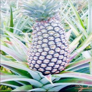 Recherche d'acheteur Ananas - fruits et légumes situé dans la zone awae(cameroun),  nous désirons fournir 6000 tetes d'ananas sucrées et juteuses à plus de 50% de meilleur calibre,  dont la coupe pourra se faire dès le 02 novembre 2023 sous votre demande. 