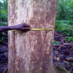 Plantation de teck en vente - Cote d’Ivoire