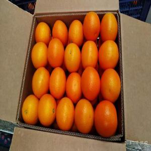 Agrumes Egypte ( Orange/Clémentine/Pamplemousse)  - fruits et légumes bonjour,  nous sommes fournisseurs des agrumes d'egypte- orange,  clémentines,  pamplemousse meilleurs qualité au meilleurs prix,  veuillez nous contacter pour plus de détail,  non sérieux s'abstenir svp . 