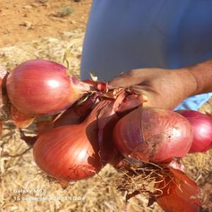 6 conteneurs frigoferique oignions 127 TONNE  - fruits et légumes disponible mnt 127 tonne de oignions au port d’alger pret a expédié --total 6 conteneurs  --photos et document disponible