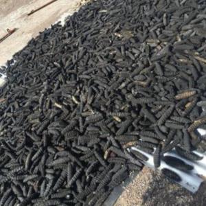 Concombre de mer - animaux vivants 100kg de concombres de mer disponible au cameroun lieu dit nkoabang nous recherchons un acheteur potentiel bien vouloir nous contacter