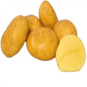 POMME DE TERRE, OIGNONS CAROTTES, BANANE PLANTAIN - fruits et légumes vente et achat et dépôt-vente,  en gros,  en demi-gros,  et à de bon prix pour revendeurs,  distributeurs,  importateurs.----- pomme de terre--- oignons--- carottes--- banane plantain--- patate douce à chair blanche--- igname--- manioc frais----- gombo--- piment frais antillais