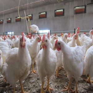 Vente de poulets de chair - viandes et oeufs bonjour à tous--je mets en vente 1300 poulets de chaire dont le poids est compris entre 1, 8kg et 2kg. le prix est de 2300f par poulet. ma ferme est située dans la ville de abengourou en côte d'ivoire. la livraison est à vos frais. veuillez me contacter svp