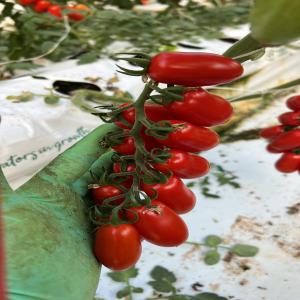 Tomate Datterino Sicilienne en gros dispo Rungis  - fruits et légumes bonjour chers professionnels,  ,  on est une société française basée sur l'ile de france spécialisé dans la vente de produits directe producteur ,  nos cherchons des clients pour nos tomates en provenance de nos agriculteurs italiens plus précisém