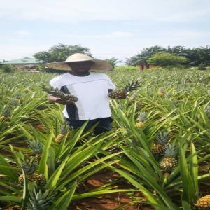 Organic Sugarloaf Pineapple from Benin - fruits and vegetables the sugarloaf pineapple is renowned for its sweet taste,  juicy texture and unique tropical scent.--incomparable quality- our pineapples are grown according to the strictest organic standards,  guaranteeing pure flavor,  optimal nutrients and environmentally friendly production.--grown with passion- be