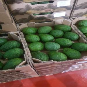 AVOCAT FRUIT - fruits and vegetables saison d avocat fruit  - fuerti - ztano - hass , commence au maroc,  alors nous sommes société d export de toute sorte de fruits saison,  nous sommes heureux de recevoir vos contacts pour plus d information et cotation----sincèrement