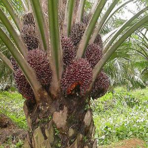 Huile de palme de qualité disponible  - huiles avez-vous besoin d'un intermédiaire pour approvisionner de l'huile rouge ? charbon,  noids de palme,  soja acajou depuis l'afrique,  ou le bénin ?? je suis disponible. je dispose de multiples produits et capable de vous aider à avoir les produits que vous désirez. je n&eacut