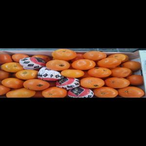 Climentaine nadorcott mandarine  - fruits et légumes orange fraiche de variete maroc late gout et saveur connu par le monde entier. qualite superieur - meilleur condition d exportation en 15 kg et en paloxe 450 kg. livraison exw- fob - cnf - cif.(maroc)