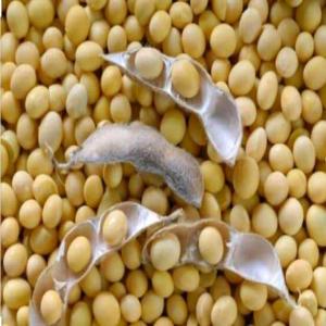 SOJA ET SESAME - fruits secs et graines grillées search for partners in the field of import - export for tropical products and food products, --in return we can supply products as---soybean,  sesame,  raw cashew nut,  peanut,  pigeon peas, --