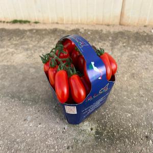 tomate datterino provenance de la Sicile en gros  - fruits et légumes bonjour chers professionnels,  ,  on est une société française basée sur l'ile de france spécialisé dans la vente de produits directe producteur ,  nos cherchons des clients pour nos tomates en provenance de nos agriculteurs italiens plus précisém