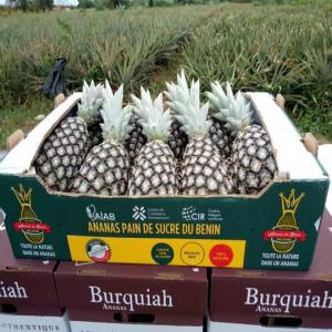 Ananas Pain du sucre du Benin - fruits et légumes nous sommes producteur des ananas pain du sucre du benin. nous avons la meilleure qualité bio et recherchons des acheteurs. nous sommes disposé à exporter partout dans le monde 