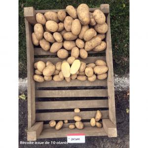 Pomme de terre soprano/Cesar +carotte +oignon FR - fruits et légumes votre partenaire de confiance pour des produits frais et de qualité supérieure. nous sommes heureux de vous proposer une large gamme de produits,  tous d'origine france,  pour répondre à vos besoins en matière d'alimentation. nous avons actuellement des pommes de ter