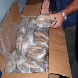 Seller exporter fresh frozen fish  - fish we can supply fresh frozen fish octopus vulgaris tako all size origin mauritania available block iqf flower 