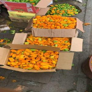 Recherche de clients - fruits et légumes une société de transit import export à la recherche des acheteurs dans le monde entier pour des produits agro alimentaires tel que - orange,  mangue,  papaye,  piment vert,  soja,  huile rouge etc