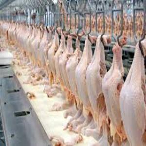 poulet et viande halal du Brésil - viandes et oeufs poulet entier congelé----spécifications traitées-----les tailles varient de 1000 à 2500 grammes----un oiseau frais entier ou frais congelé,  le cou et les pattes enlevés. pas d'abats à l'intérieur de l'oiseau. le poulet frais peut etre fourni sa