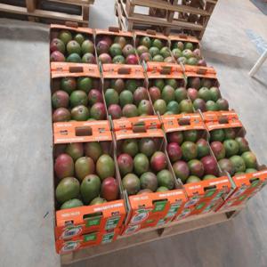 recherche de clients pour l'exportation de mangue - fruits et légumes chers amateurs de mangues, ----si vous recherchez l'expérience ultime de dégustation de mangues kent de qualité supérieure,  ne cherchez pas plus loin. nous sommes une entreprise dédiée à l'importation de mangues kent de la plus haute qualité,  et