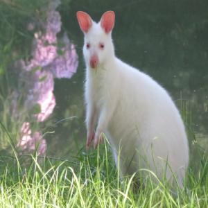 Jeunes Wallaby Blanc Mâle