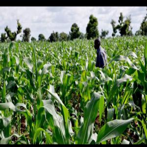 Vente de sésame blanc - céréales bonjour chère tous --notre entreprise spécialisée dans la vente et l'exportation du sésame blanc dispose quatre (4) grandes entrepôts au sud du tchad que nous proposons à nos clients et partenaires internationaux que le sésame du tchad est d'une qualit