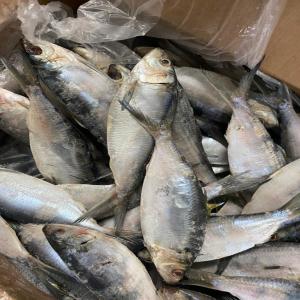  produits de la pêche  - poissons chercheurs de saveurs et de qualité,  venez collaborer avec notre société basée en mauritanie,  un producteur de produits de la peche . nous sommes fiers de nos prix compétitifs et de nos produits d'une qualité inégalée. avec une gamme vari&eacut