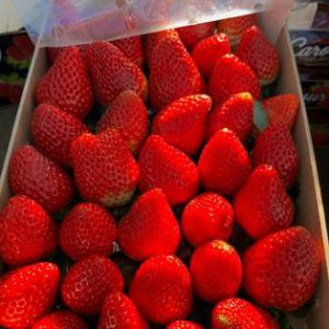 The Strawberry Season is Here in Morocco!  - fruits and vegetables sweet beginnings- the strawberry season is here in morocco!--as the strawberry season kicks off in morocco,  we are thrilled to bring the freshest and finest strawberries straight to you an your costemer