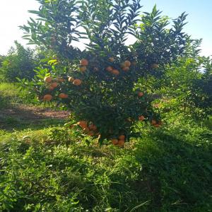 exportation fruit et légumes vers l'Europe 