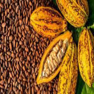 CACAO UNIQUEMENT ORIGINE COTE D'IVOIRE - café cacao thé bonjour chers tous, --merci pour votre sollicitude,  je suis un trader intermédiaire et je recherche pour le compte de mon client,  ici sur le territoire ivoirien,  uniquement que du cacao bien séché et disponible immédiatement. il prend à partir de 60 tonnes. merci de