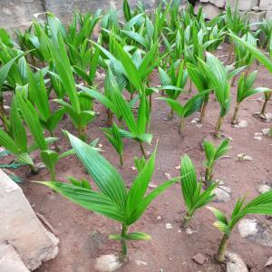 Concombre  - fruits et légumes nous sommes une structure basée en afrique nous faisons les cultures maraîchage tel que- concombre, carotte,  chou,  laitue,  nous recherchons avec qui collaborer pour exporter.