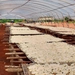 Manioc sec et dérivés  - autres nous sommes une société basée en côte d'ivoire spécialisée dans la production et la transformation du manioc en manioc séché ou cossette...--nous recherchons des acheteurs en chine, mali et guinée conakry...